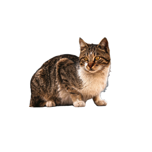 A Cute Tabby Cat Sitting On A Stone Wall, Gazing Intently In An Outdoor Setting. 20042 - Cat PNG image with transparent background